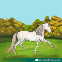 Horse Color:Buckskin Pearl Sabino 