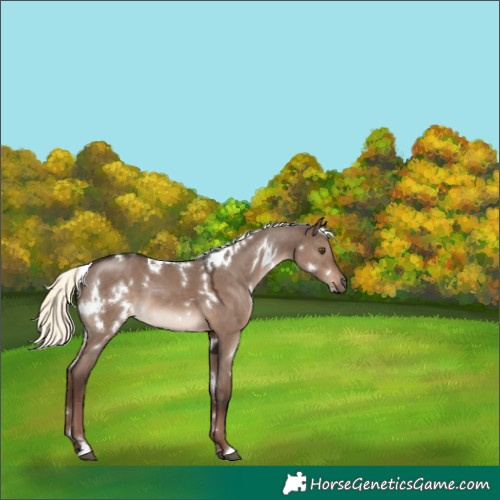Horse Color:White Spotted Liver Red Dun Mushroom 