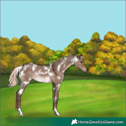 Horse Color:White Spotted Liver Red Dun Mushroom Rabicano 