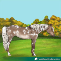 Horse Color:White Spotted Liver Red Dun Mushroom