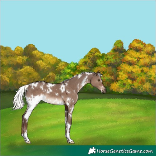 Horse Color:White Spotted Liver Red Dun Mushroom 