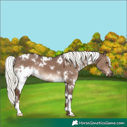 Horse Color:White Spotted Liver Red Dun Mushroom 