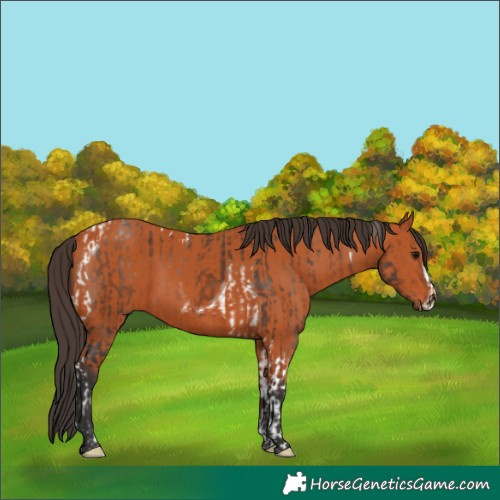 Horse Color:Bay Tobiano  and Bay Frame 