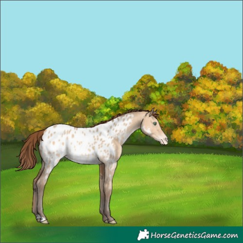 Horse Color:Amber Champagne Dun Appaloosa 