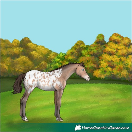 Horse Color:Sable Champagne Near Leopard 