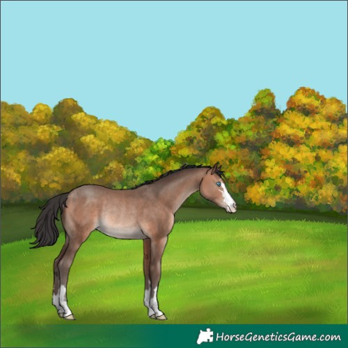 Horse Color:Sable Champagne Rabicano 