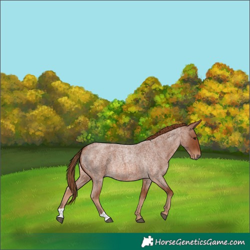 Horse Color:Red Roan 