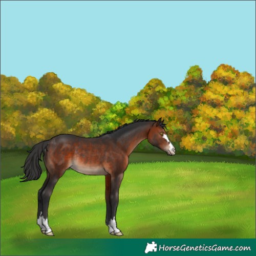 Horse Color:Brown Rabicano 