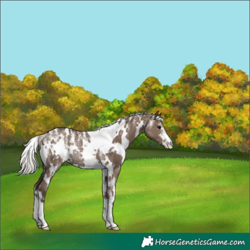 Horse Color:Powder White White Spotted Silver Grullo Rabicano 