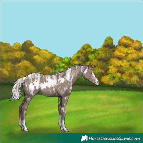 Horse Color:Powder White White Spotted Chocolate Silver Grullo 