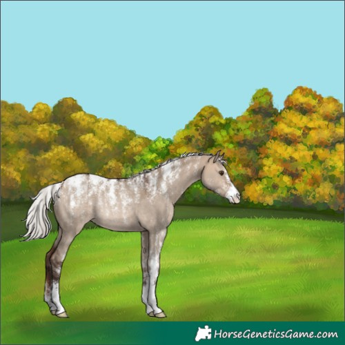 Horse Color:Powder White Silver Brown Dun Rabicano 