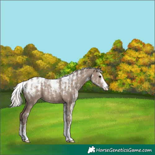 Horse Color:Powder White Silver Grullo