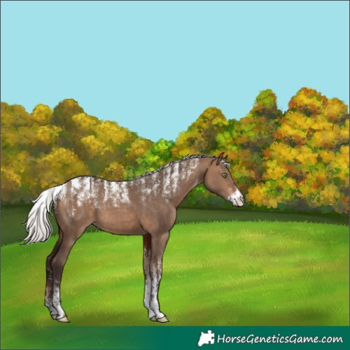 Horse Color:Powder White Silver Brown Dun 