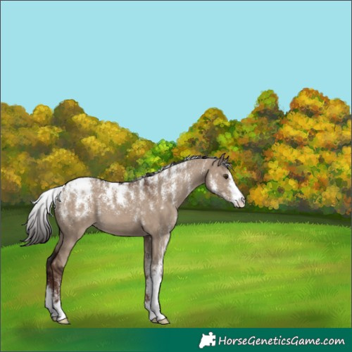 Horse Color:Powder White Liver Red Dun 
