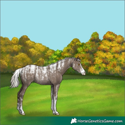 Horse Color:Powder White Silver Grullo Rabicano