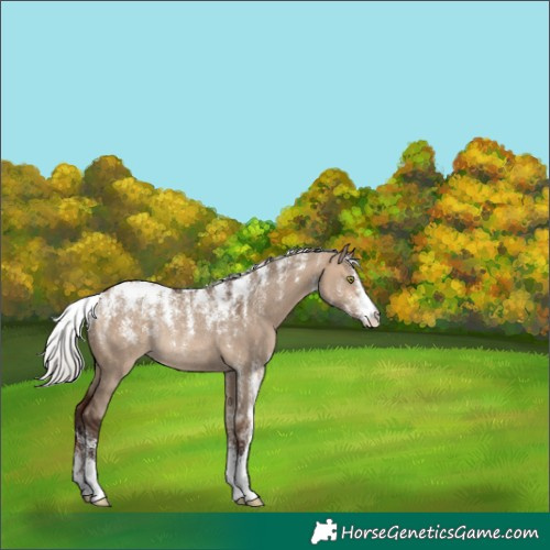 Horse Color:Powder White Silver Brown Dun Rabicano 