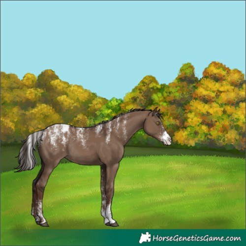 Horse Color:Powder White Liver Red Dun Rabicano 