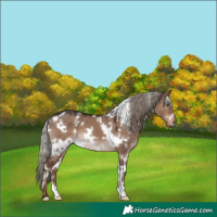 Horse Color:White Spotted Liver Red Dun Mushroom 