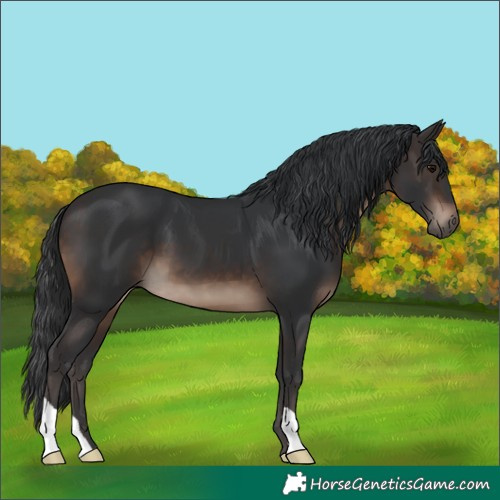 Horse Color:Brown 