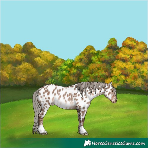 Horse Color:Liver Red Dun Mushroom Appaloosa Rabicano 