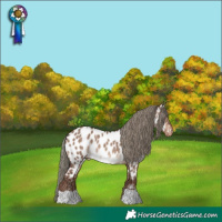 Horse Color:Liver Red Dun Mushroom Near Leopard Rabicano 