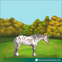 Horse Color:Liver Red Dun Mushroom Near Leopard Rabicano