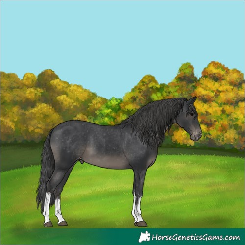 Horse Color:White Spotted Black Appaloosa 