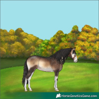 Horse Color:Bay Onyx
