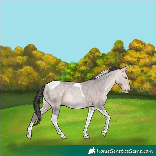 Horse Color:Platinum Amber Champagne Tobiano 