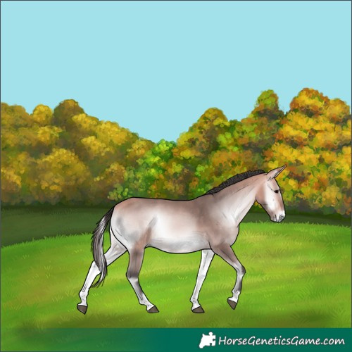 Horse Color:Platinum Bay Onyx 
