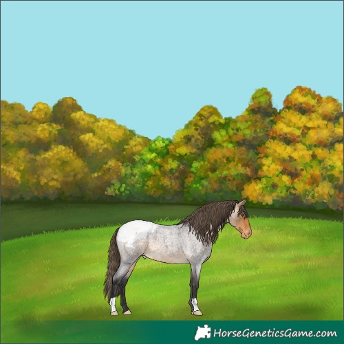 Horse Color:Buckskin Roan Appaloosa 