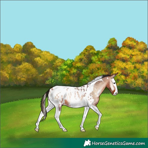 Horse Color:Brown Roan Onyx Splash Tobiano Appaloosa 
