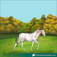Horse Color:Brown Roan Onyx Splash Tobiano Near Leopard