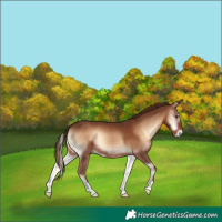 Horse Color:Red Onyx
