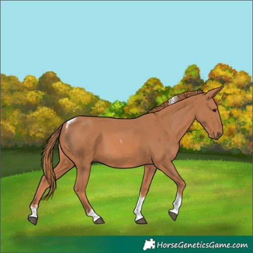 Horse Color:Chestnut Tobiano