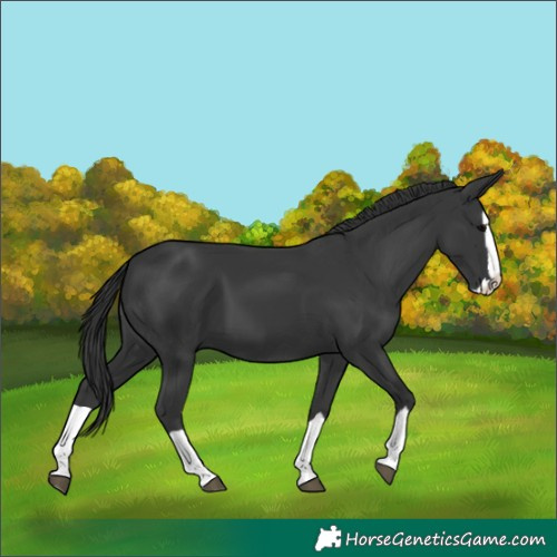 Horse Color:Black Splash