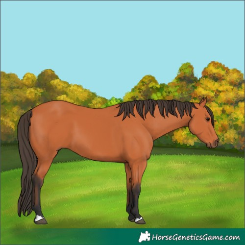 Horse Color:Bay 