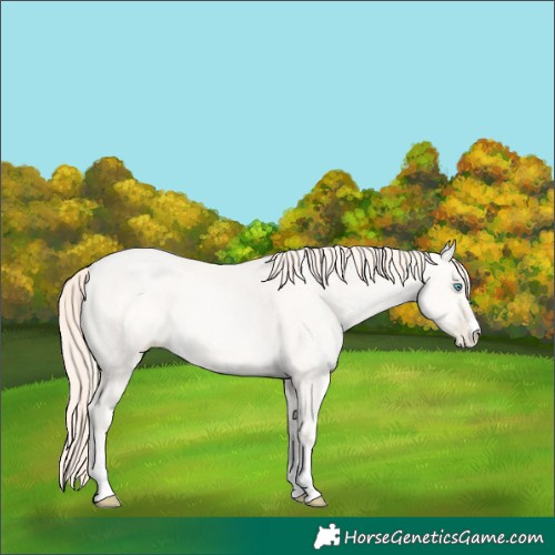Horse Color:Amber Cream Champagne Pearl Sabino 