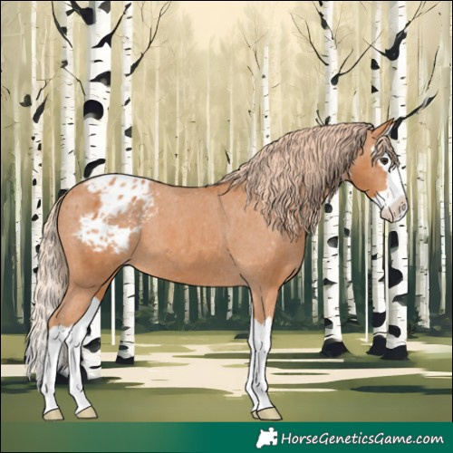 Horse Color:Chestnut Splash Appaloosa 