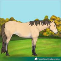 Horse Color:Buckskin 