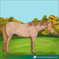 Horse Color:Red Roan 