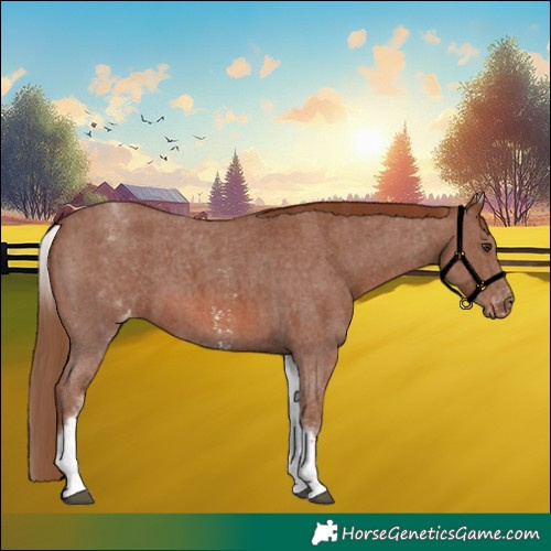 Horse Color:White Spotted Chestnut Sabino Appaloosa 