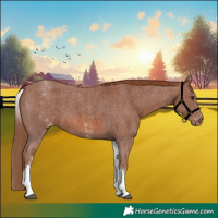 Horse Color:White Spotted Chestnut Sabino Varnish 
