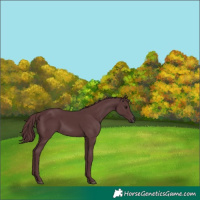 Horse Color:Chocolate Black Chinchilla