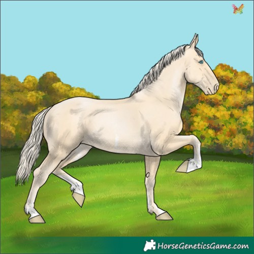 Horse Color:Palomino Pearl Sabino 