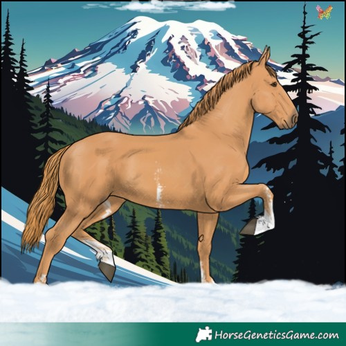 Horse Color:Chestnut Sabino 