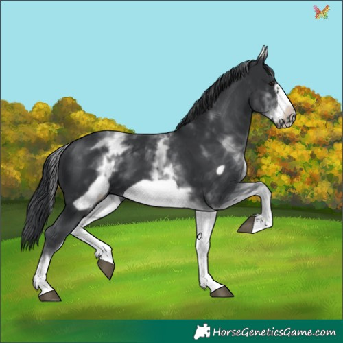 Horse Color:White Spotted Black Frame