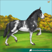 Horse Color:White Spotted Black Frame 