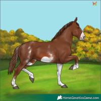 Horse Color:White Spotted Chestnut Frame 