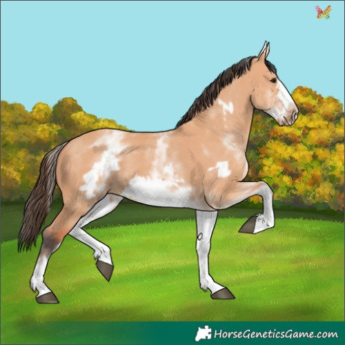 Horse Color:White Spotted Bay Dun Frame
